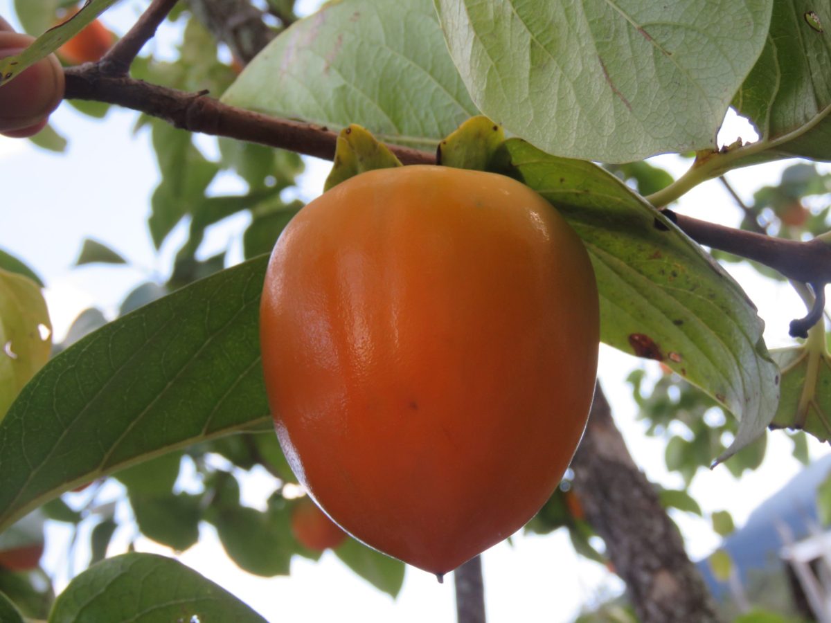 Kaki rostoucí na tomelu japonském (Diospyros kaki)