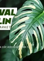 Festival Rostlin
