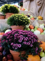 Flora Olomouc – Hortikomplex