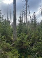beseda Co přineslo 35 let Národního parku Šumava?